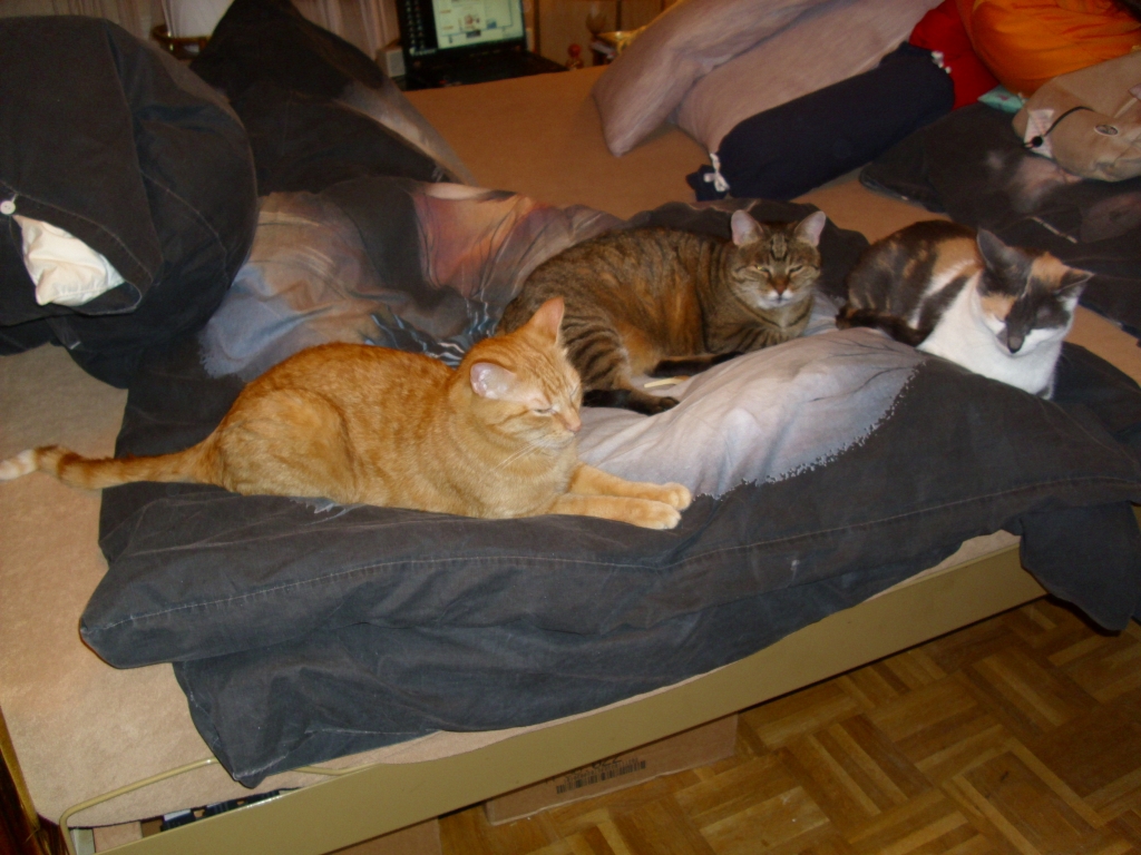 Minki, Isis und Ramses