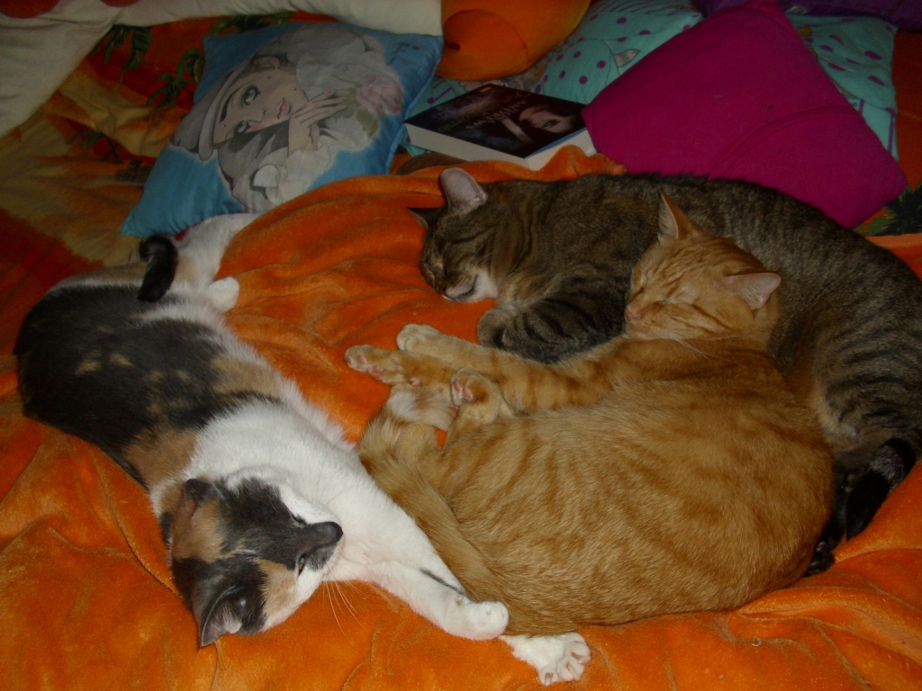 Minki, Isis und Ramses