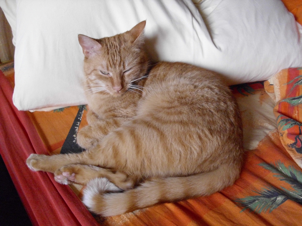 Ramses
