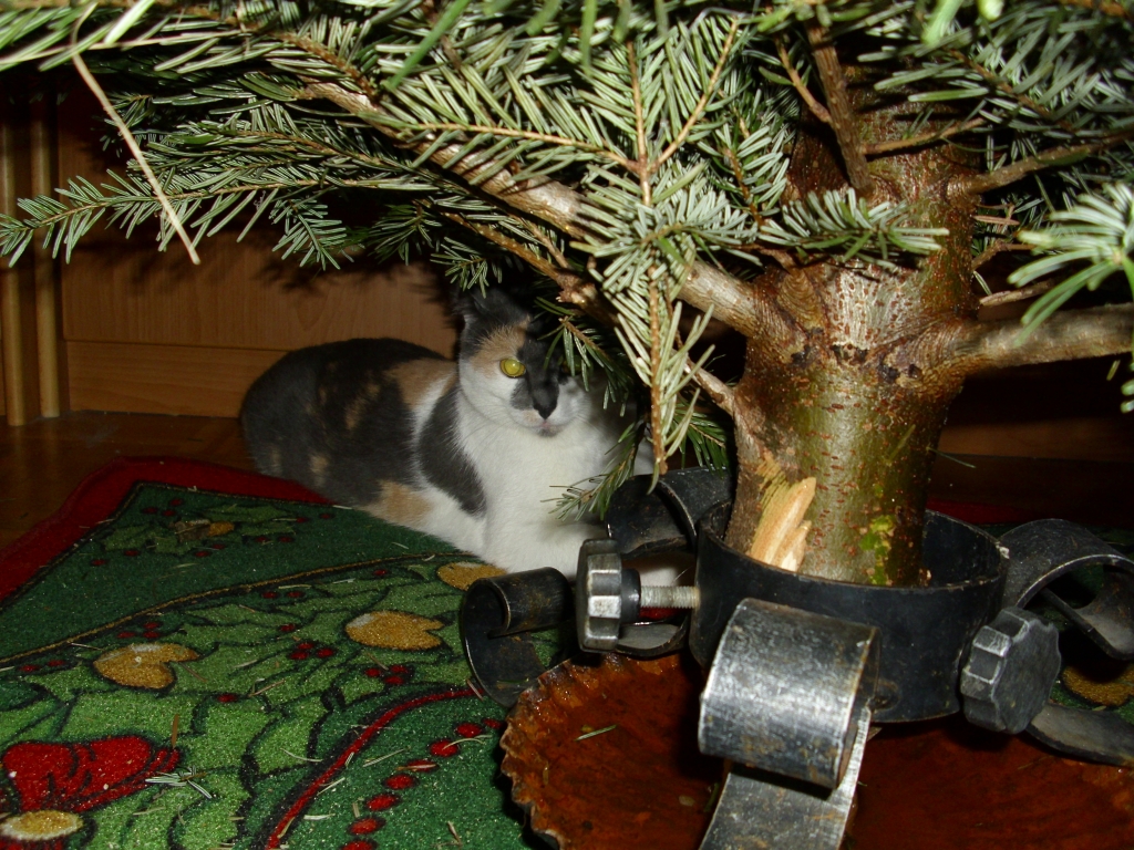 Isis unter dem Christbaum