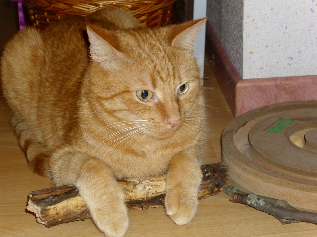 Ramses