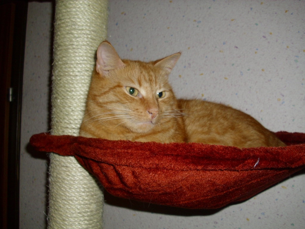 Ramses