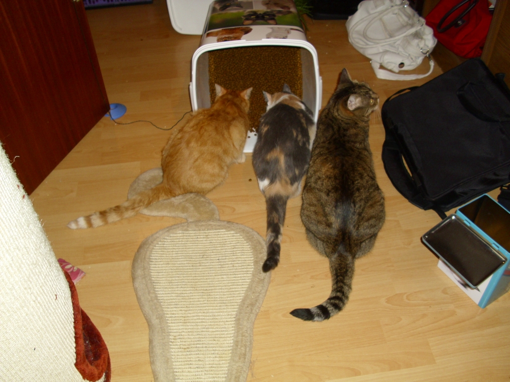 Minki, Isis und Ramses