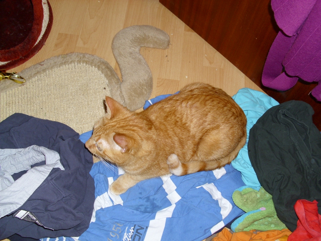 Ramses