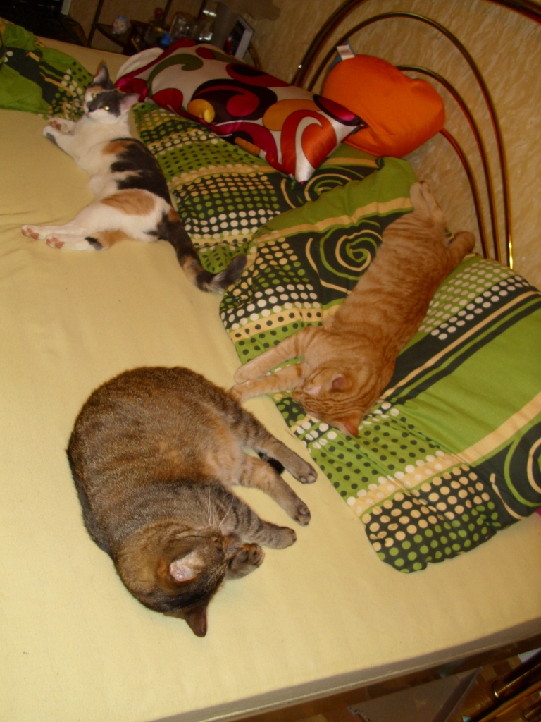 Minki, Isis und Ramses