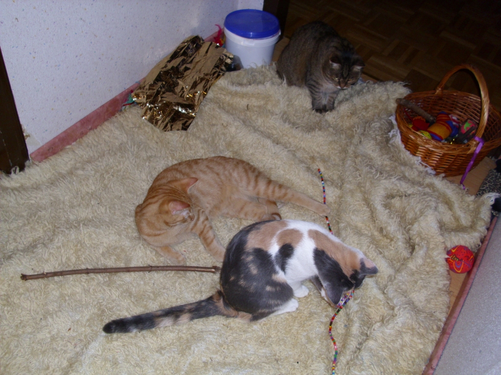 Minki, Isis und Ramses