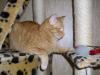 Ramses Ramses