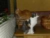 Isis und Ramses Isis und Ramses