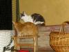 Isis und Ramses Isis und Ramses