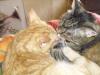 Minki und Ramses Minki und Ramses