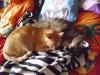 Minki und Ramses Minki und Ramses
