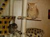 Minki, Ramses Minki, Ramses