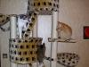 Minki, Isis, Ramses Minki, Isis, Ramses