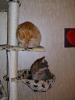 Minki, Ramses Minki, Ramses