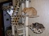Minki, Isis, Ramses Minki, Isis, Ramses