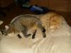 Minki und Ramses Minki und Ramses