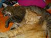 Minki und Ramses Minki und Ramses