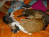 Minki, Isis und Ramses Minki, Isis und Ramses