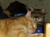 Ramses und Minki Ramses und Minki