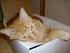 Ramses Ramses