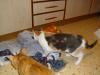 Isis und Ramses Isis und Ramses