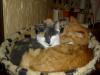 Isis und Ramses Isis und Ramses