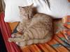 Ramses Ramses