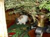 Isis unter dem Christbaum Isis unter dem Christbaum