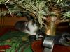 Isis unter dem Christbaum Isis unter dem Christbaum