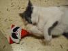 Isis und der Weihnachtsmann Isis und der Weihnachtsmann