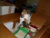 Isis beim Weihnachtsschmuck Isis beim Weihnachtsschmuck