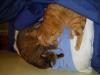 Minki und Ramses