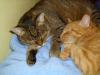 Minki und Ramses Minki und Ramses