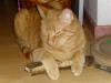Ramses Ramses