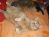 Minki und Ramses Minki und Ramses