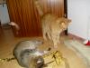 Minki und Ramses Minki und Ramses