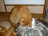 Ramses Ramses