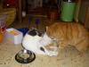 Isis und Ramses Isis und Ramses