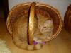 Ramses Ramses