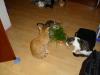 Minki, Ramses und Osiris Minki, Ramses und Osiris