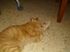 Ramses Ramses