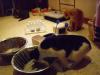 Minki, Ramses und Osiris Minki, Ramses und Osiris