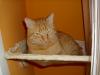 Ramses