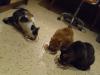 Isis, Ramses und Minki Isis, Ramses und Minki