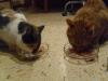 Isis und Ramses Isis und Ramses