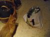Ramses und Osiris