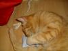 Ramses Ramses