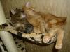 Minki und Ramses Minki und Ramses