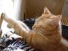 Ramses Ramses