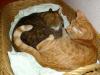 Minki und Ramses Minki und Ramses